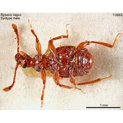 Beetle specimen, male, ventral view.