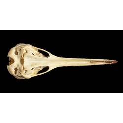 Echidna skull with very long slender snout.