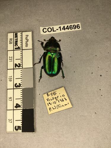 Shiny green beetle specimen with large mandibles, pinned next to text labels.