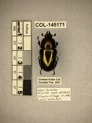 Shiny brown beetle specimen with large mandibles, pinned next to text labels.