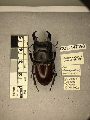 Shiny brown beetle specimen with large mandibles, pinned next to text labels.
