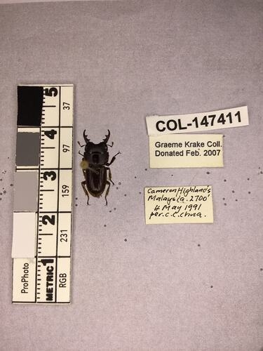 Shiny brown beetle specimen with large mandibles, pinned next to text labels.