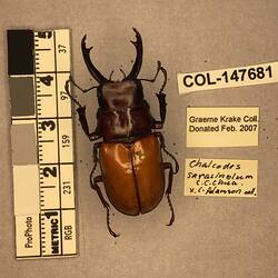 Shiny brown beetle specimen with large mandibles, pinned next to text labels.