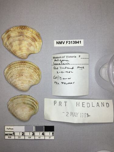 Dry Venus Clam shells beside labels.