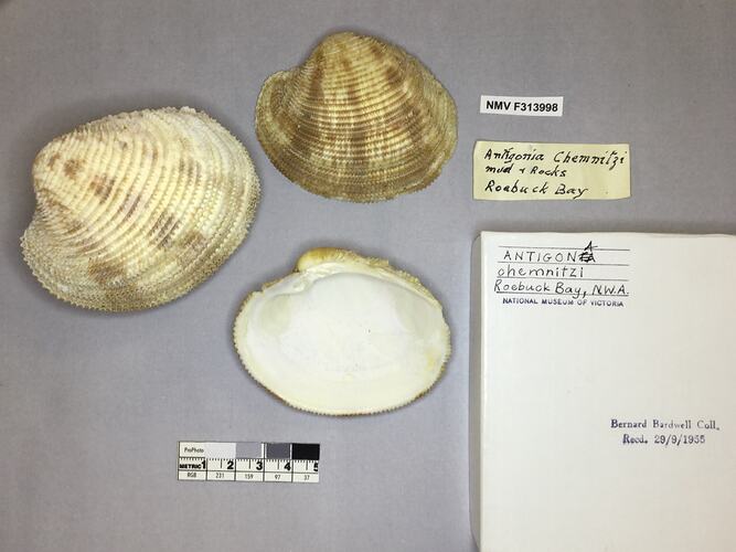 Dry Venus Clam shells beside labels.