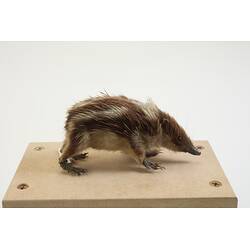 <em>Hemicentetes semispinosus</em>, Lowland Streaked Tenrec. [C 30196]