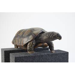 <em>Chelonoidis denticulatus</em>, Yellow-footed Tortoise. [3200]