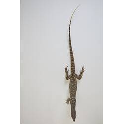 <em>Varanus gouldii</em>, Sand Goanna. [D 73697]