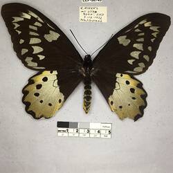 Pinned butterfly specimen beside label.