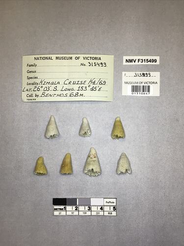 Dry stony coral specimens beside labels.