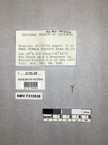 Dry stony coral specimen beside labels.