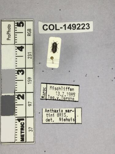 Dorsal view of pinned beetle specimen with labels.