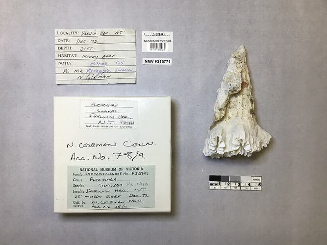 Dry coral specimen beside labels.
