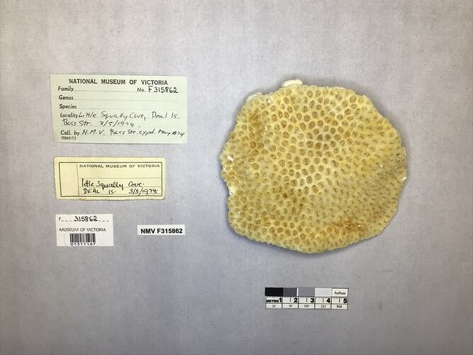 Dry stony coral specimen beside labels.