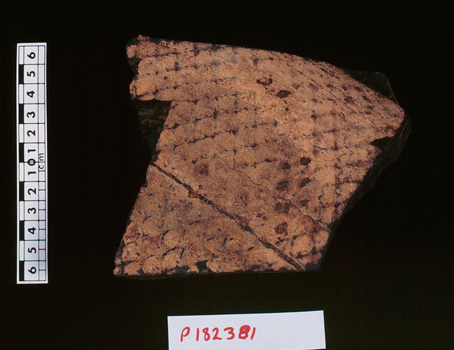 Lepidodendron, lycopod fossil. Registration no. P 182381.