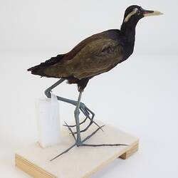 <em>Metopidius indicus</em>, Bronze-winged Jacana. [B 16954]