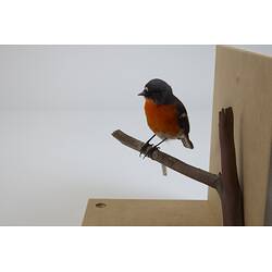 <em>Petroica phoenicea</em>, Flame Robin. [B 21563]