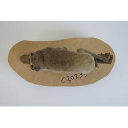 <em>Loris tardigradus</em>, Red Slender Loris. [C 30233]