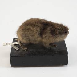 <em>Lemmus sibiricus</em>, Siberian Brown Lemming. [C 30116]