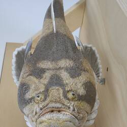 <em>Kathetostoma laeve</em>, Common Stargazer, model. [A 31384-002]