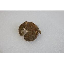 Our Wondrous Planet, Our Wild Family: Dry Specimen - Hairy Stone Crab, <em>Lomis hirta</em> (Lamarck, 1818)