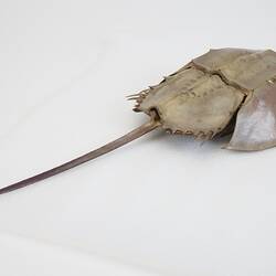 Family Limulidae, Horseshoe Crab. [J 76053]