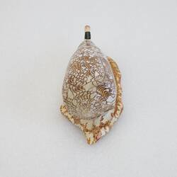 <em>Conus textile</em>, Textile Cone, model. [F 83612]