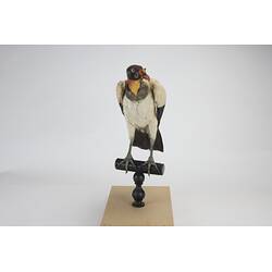<em>Sarcoramphus papa</em>, King Vulture. [15129]