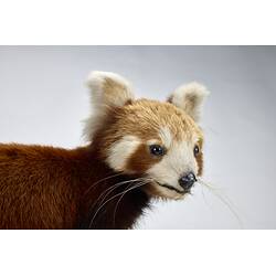 <em>Ailurus fulgens</em>, Himalayan Red Panda. [C 2568]