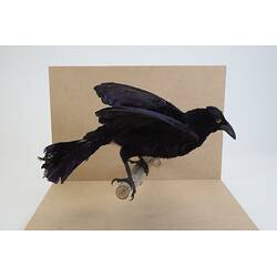 <em>Manucodia comrii</em>, Curl-crested Manucode. [44842]