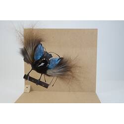 <em>Paradisaea rudolphi rudolphi</em>, Blue Bird-of-Paradise. [58432]