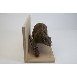 <em>Pseudochirops archeri</em>, Green Ringtail Possum. [C 28606]