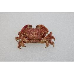 <em>Actaea peronii</em>, Thorn-legged Crab. [J 27186]