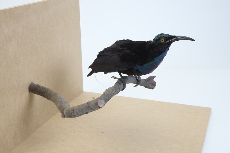 <em>Ptiloris magnificus alberti</em>, Magnificent Riflebird. [6060]