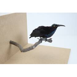 <em>Ptiloris magnificus alberti</em>, Magnificent Riflebird. [6060]