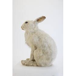 <em>Lepus timidus</em>, Mountain Hare. [C 29919]