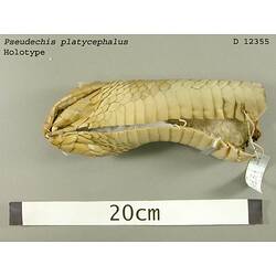 Detail of head of snake specimen, ventral view.