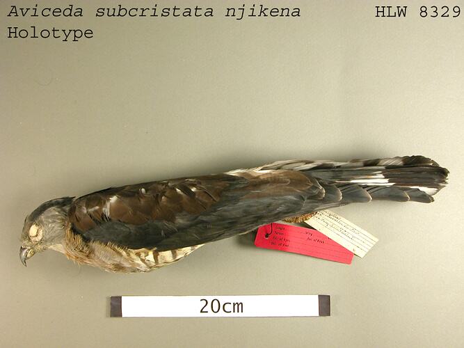 Dry bird skin specimen with labels.
