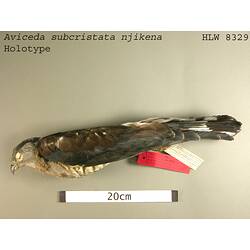 Dry bird skin specimen with labels.