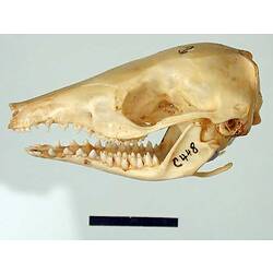 Brown Bandicoot skull, side view.
