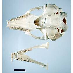 Seal lower jaw beside skull, oriented with teeth visible.