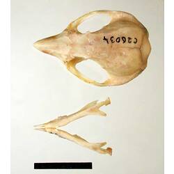 Possum lower jaw beside skull, external surfaces visible.