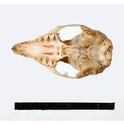 Ventral view of Ningaui skull.