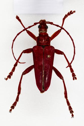 <em>Suzelia coccinea</em>, longhorn beetle. [COL 143768]