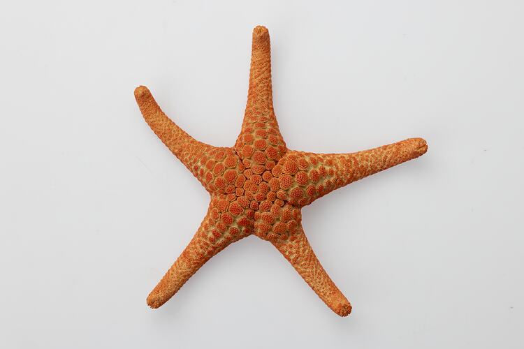 <em>Nectria ocellata</em>, Ocellate Seastar. [F 72298]