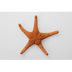 Our Wondrous Planet, Our Wild Family: Dry Specimen - Ocellate Seastar, <em>Nectria ocellata</em> Perrier, 1876