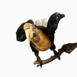 <em>Rhyticeros plicatus</em>, Blyth's Hornbill. [37177]