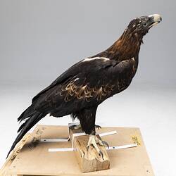 <em>Aquila audax audax</em>, Wedge-tailed Eagle. [B 21635]