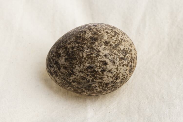 <em>Burhinus grallarius</em>, Bush Stone-curlew. [BE 7204.1]