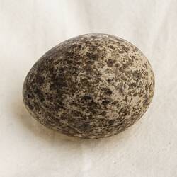 Our Wondrous Planet, Our Wild Family: Egg - Bush Stone-curlew, <em>Burhinus grallarius</em>